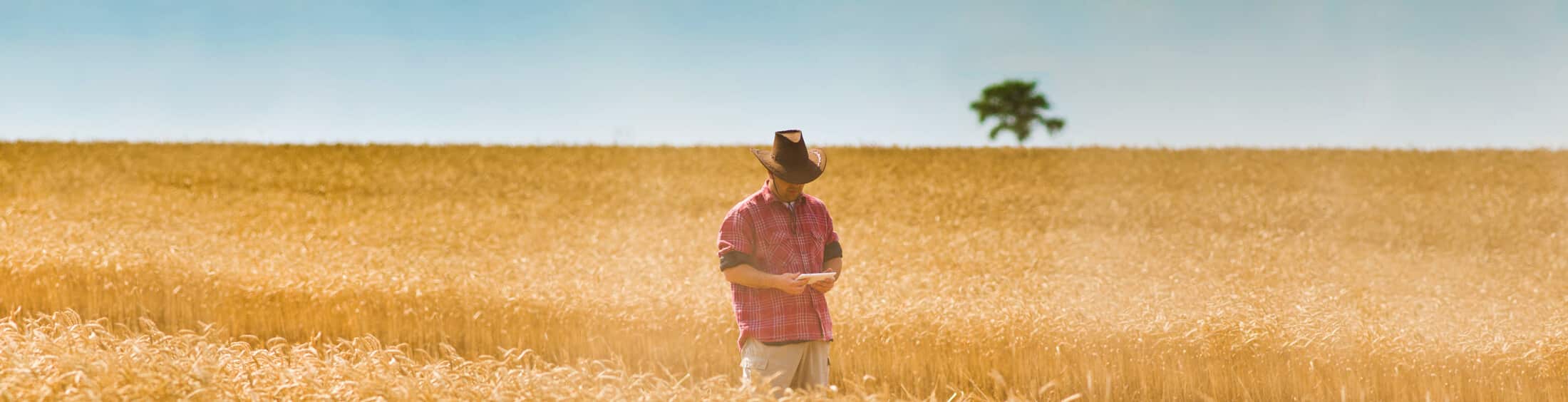 Icon Web Design Adelaide. Image of a farmer standing in the middle of a field of hay.