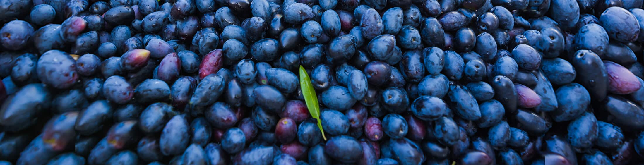 Icon Web Design Adelaide. Image of a lot blue and purple looking black kalamata olives with a 1 green leaf in front.