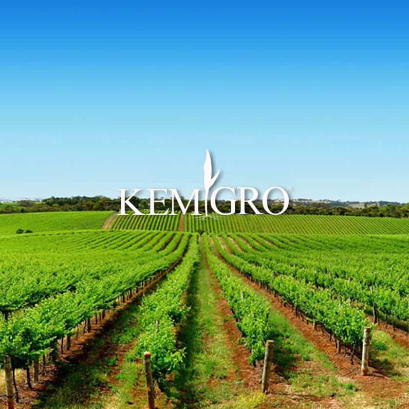 Icon Web Design Adelaide. An image of rows of grape vines below a beautiful blue sky.