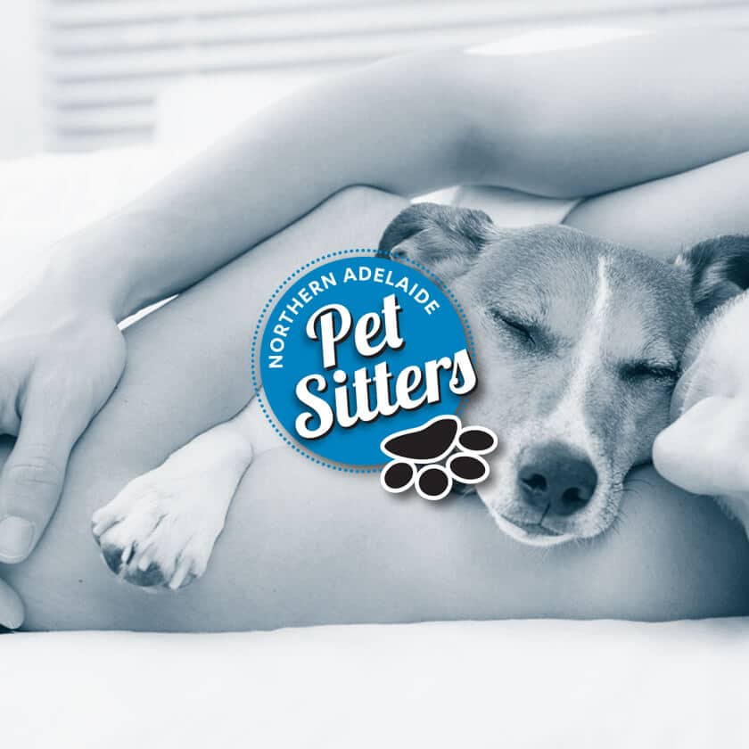 Icon Web Design Adelaide. Image of a man laying down having a nap with his dog.
